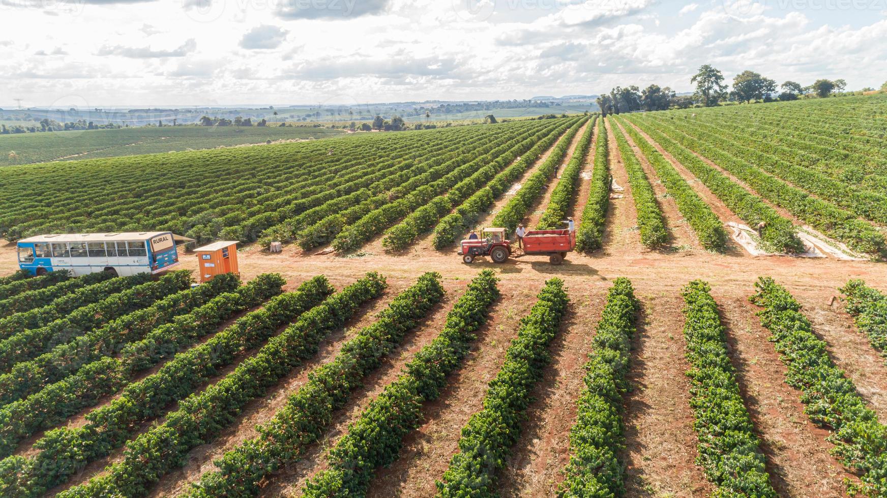 Fazenda Bom Futuro - Colheita de Café