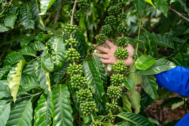 Colheita de Café