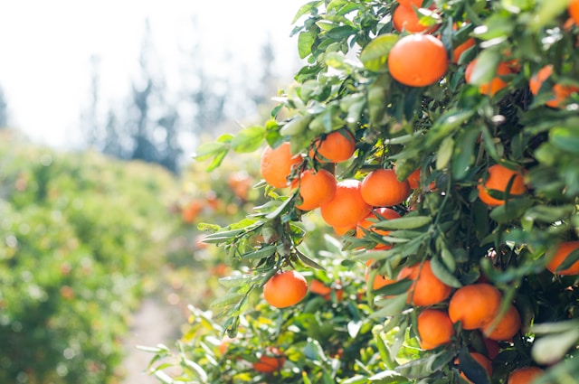 Colheita de Laranja